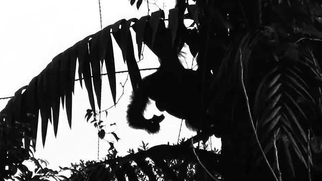 618467-duchess-images-borneo