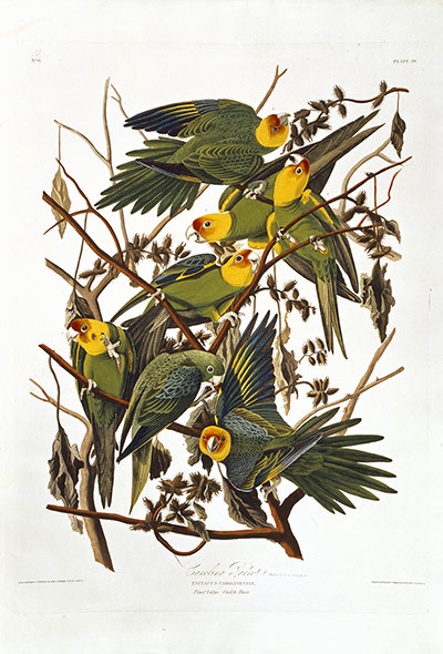 The Natural History Museum reveals its Treasures