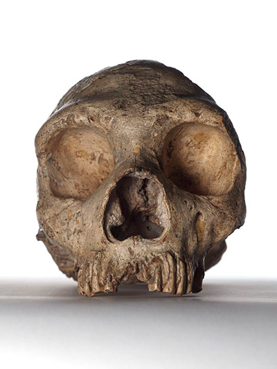 The Natural History Museum reveals its Treasures