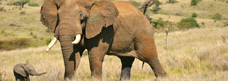 Tusk